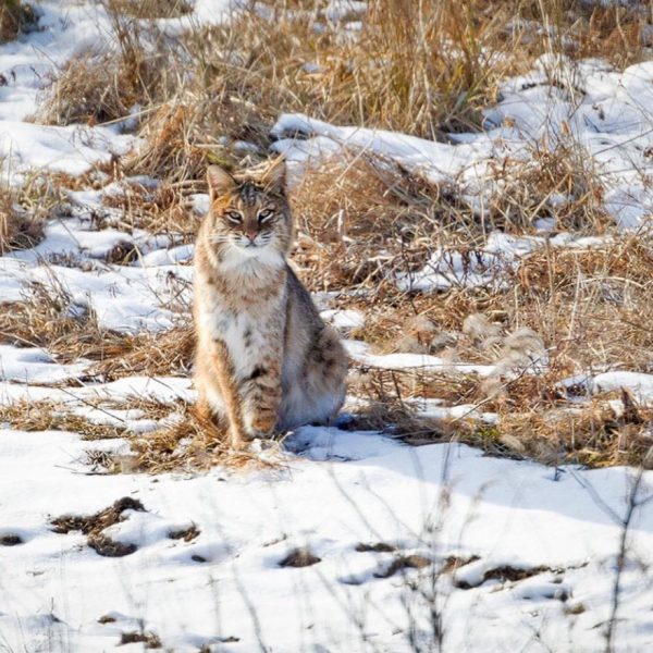 梅丽莎·格鲁(Melissa Groo)的野生动物肖像