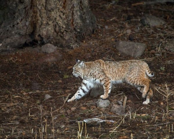 梅丽莎·格鲁(Melissa Groo)的野生动物肖像