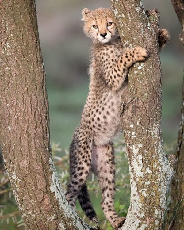 梅丽莎·格鲁(Melissa Groo)的野生动物肖像