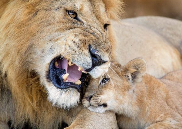 梅丽莎·格鲁(Melissa Groo)的野生动物肖像