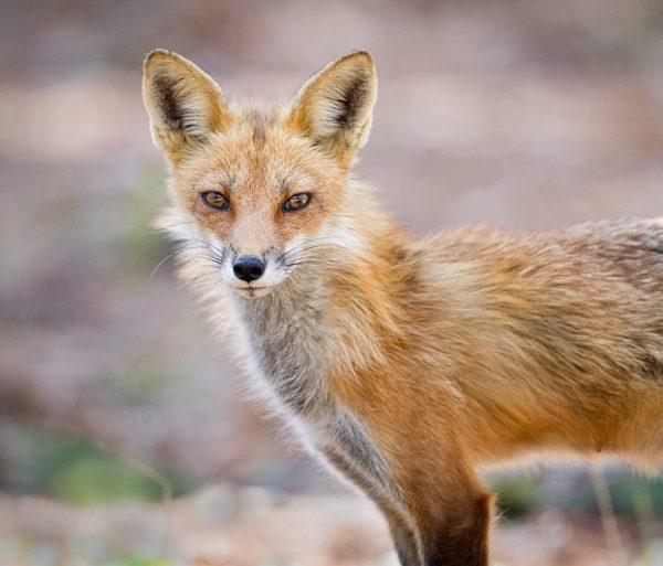 梅丽莎·格鲁(Melissa Groo)的野生动物肖像