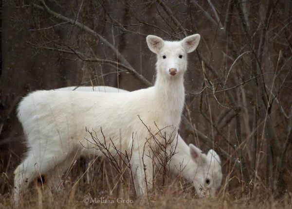 梅丽莎·格鲁(Melissa Groo)的野生动物肖像
