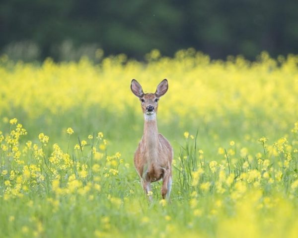 梅丽莎·格鲁(Melissa Groo)的野生动物肖像