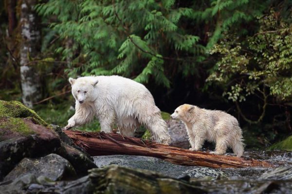梅丽莎·格鲁(Melissa Groo)的野生动物肖像