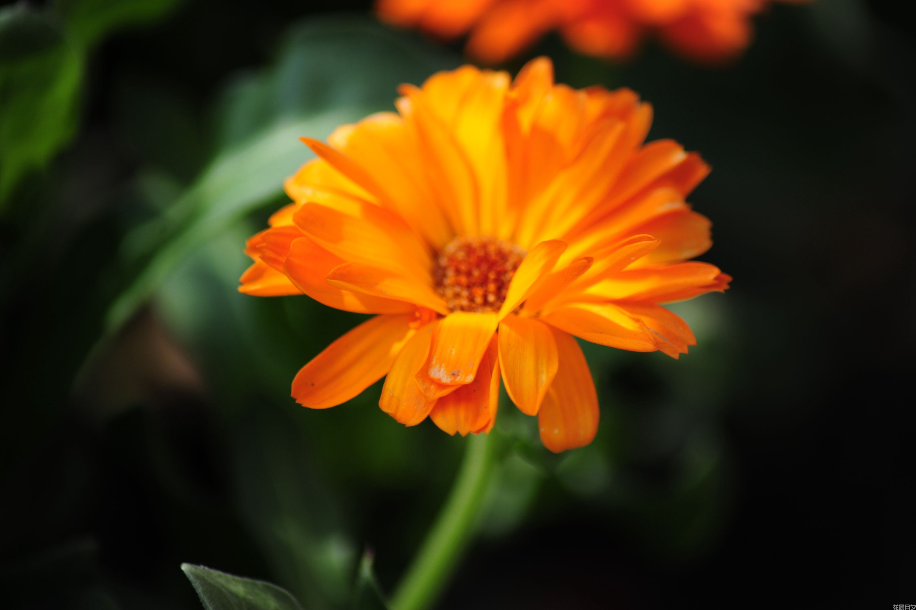 DSC_4445.JPG