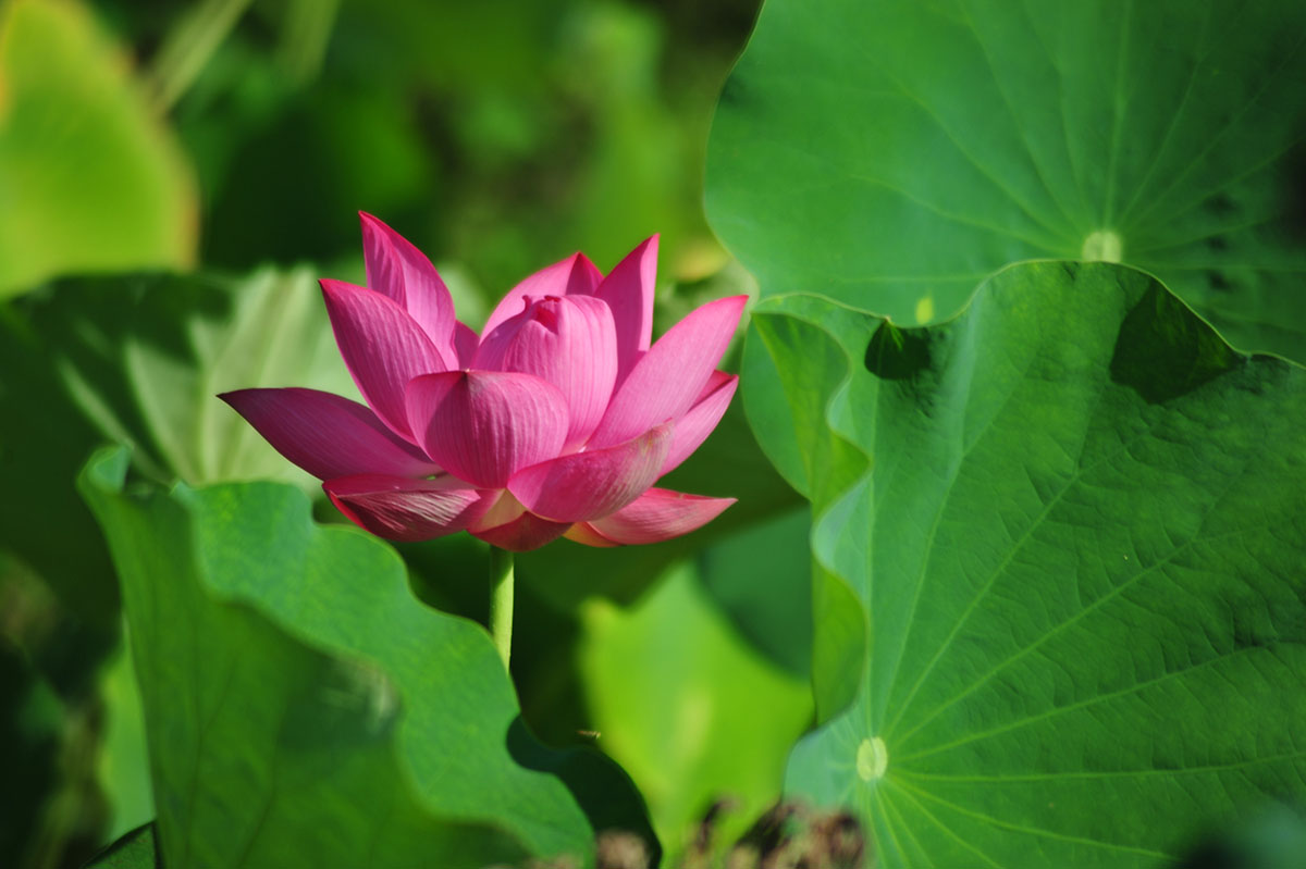 荷香清韵，醉美人间